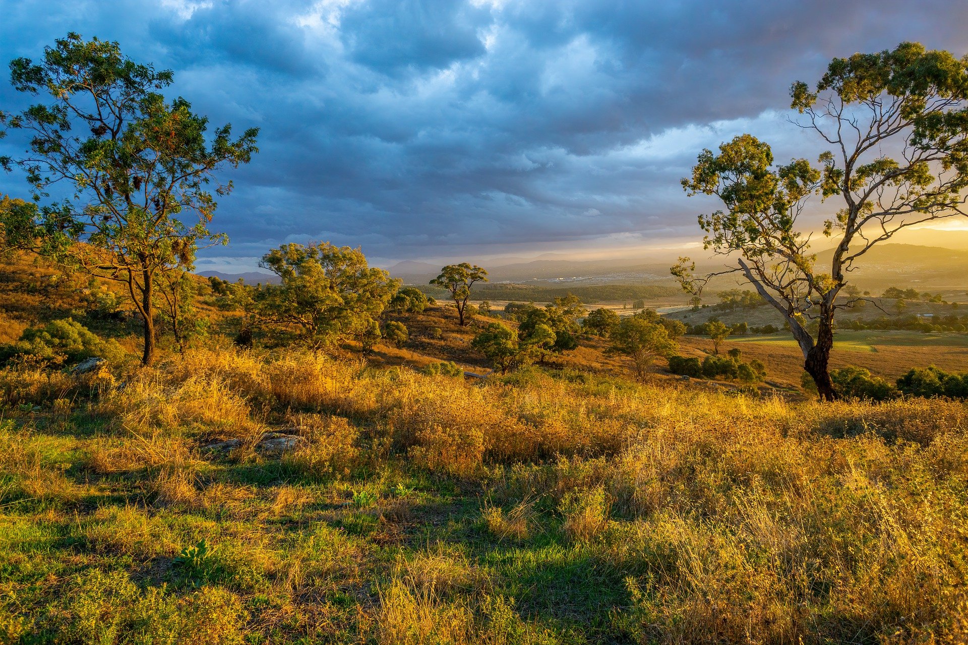 Field and trees representing the nature part of the Nature and Wildlife TV Narration article.